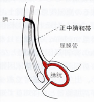 尿膜管の図