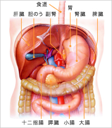 消化器のイラスト
