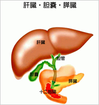 肝臓・胆嚢・膵臓のイラスト