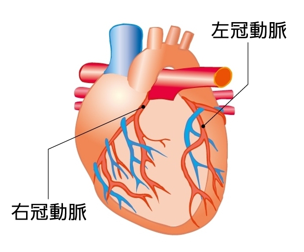 冠動脈のイラスト