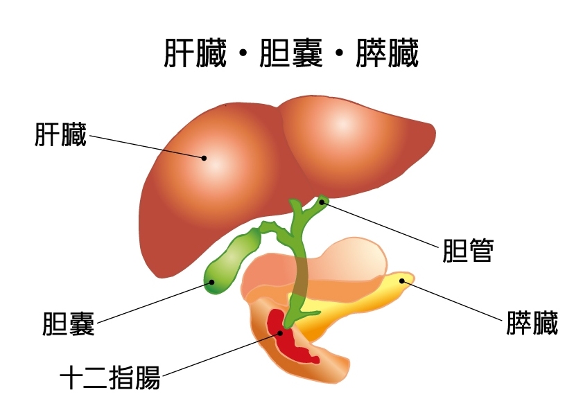 肝臓・胆嚢・膵臓のイラスト