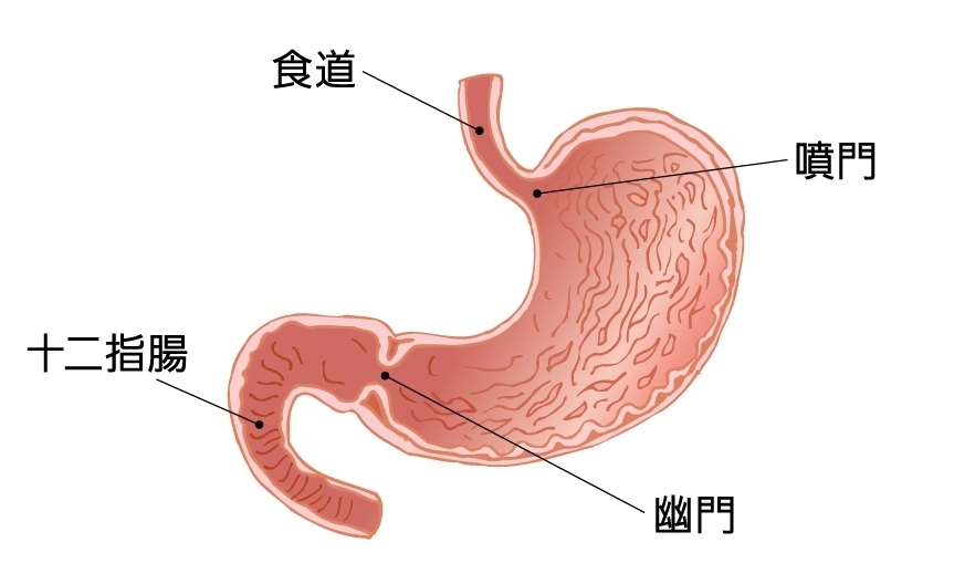 胃のイラスト