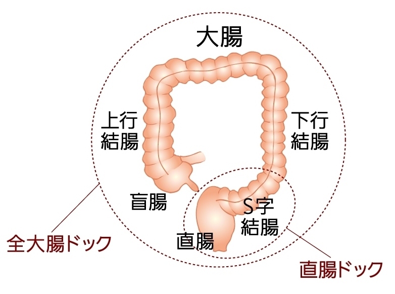 大腸のイラスト
